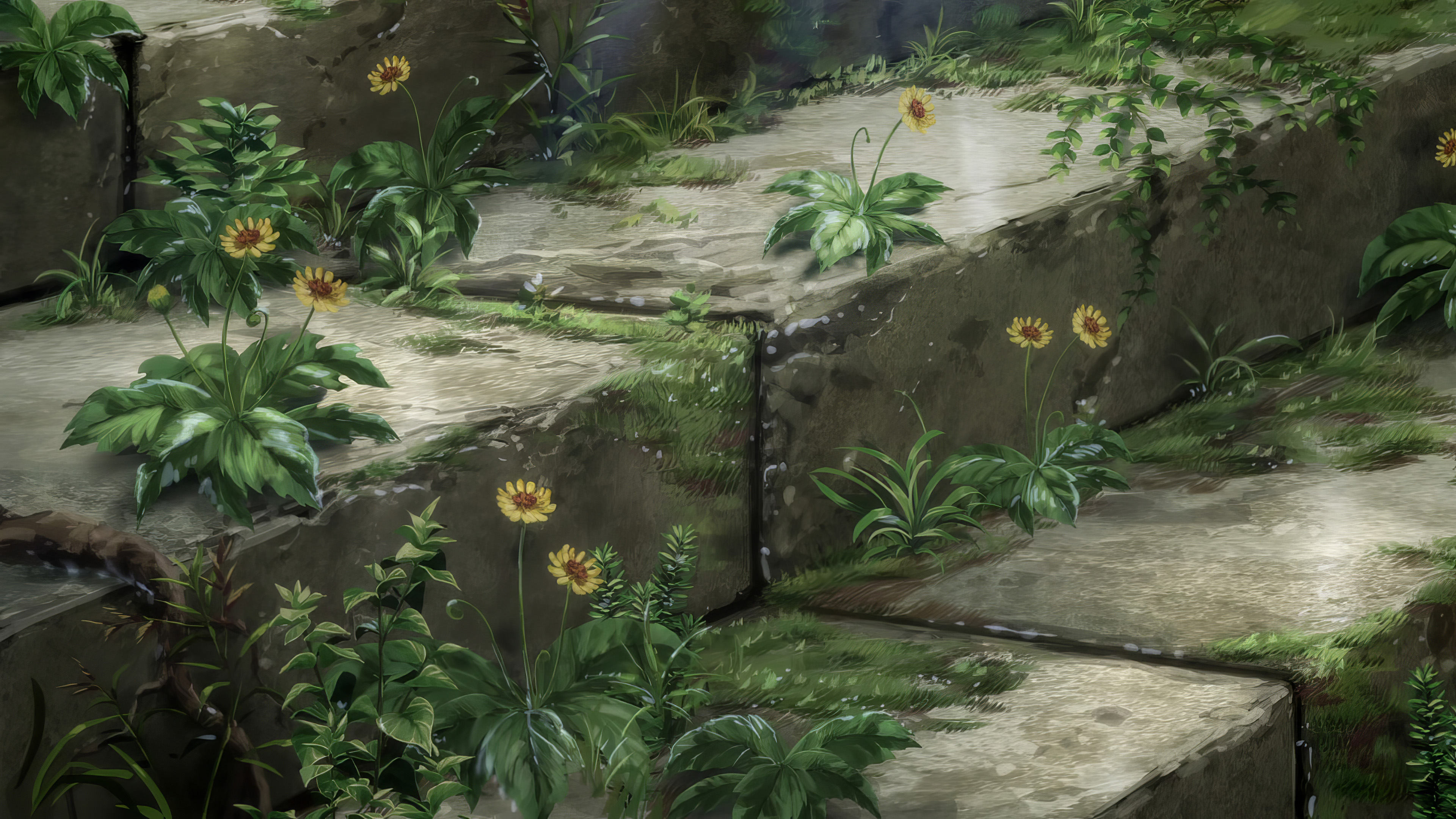 下雨天,台阶,野菊花,