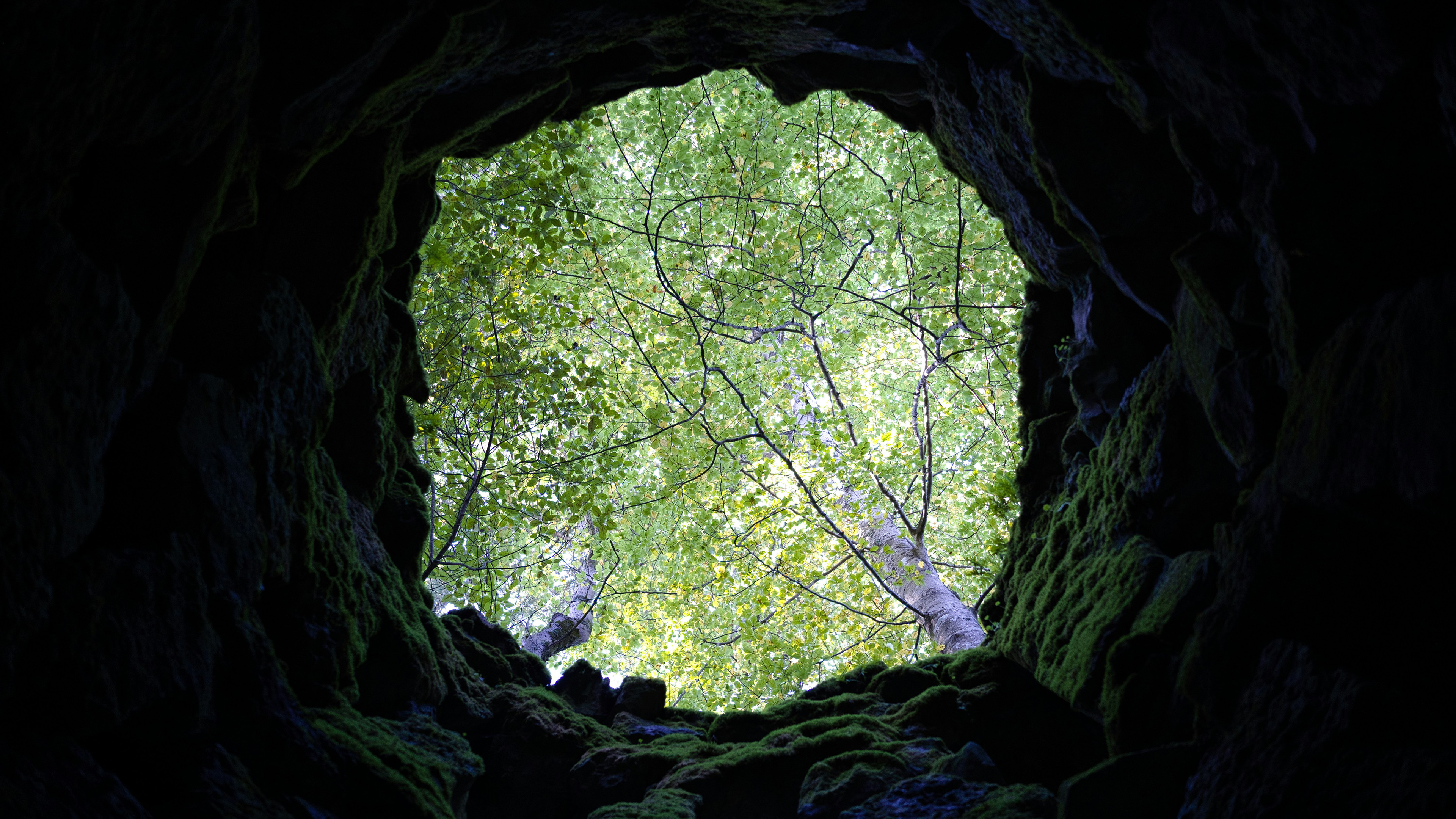 树林,老井,井口,青蛙