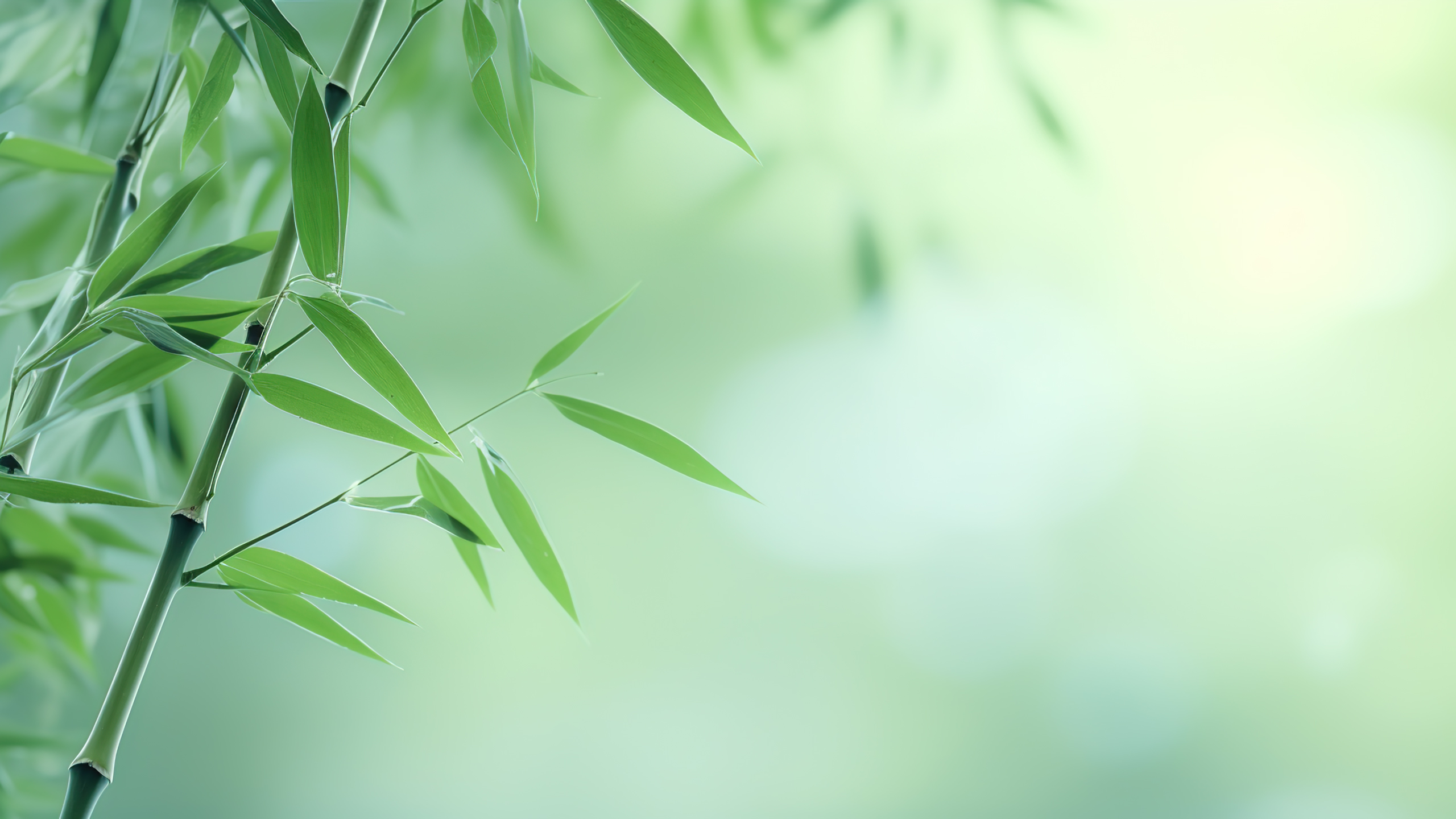 护眼壁纸,小翠竹,绿叶