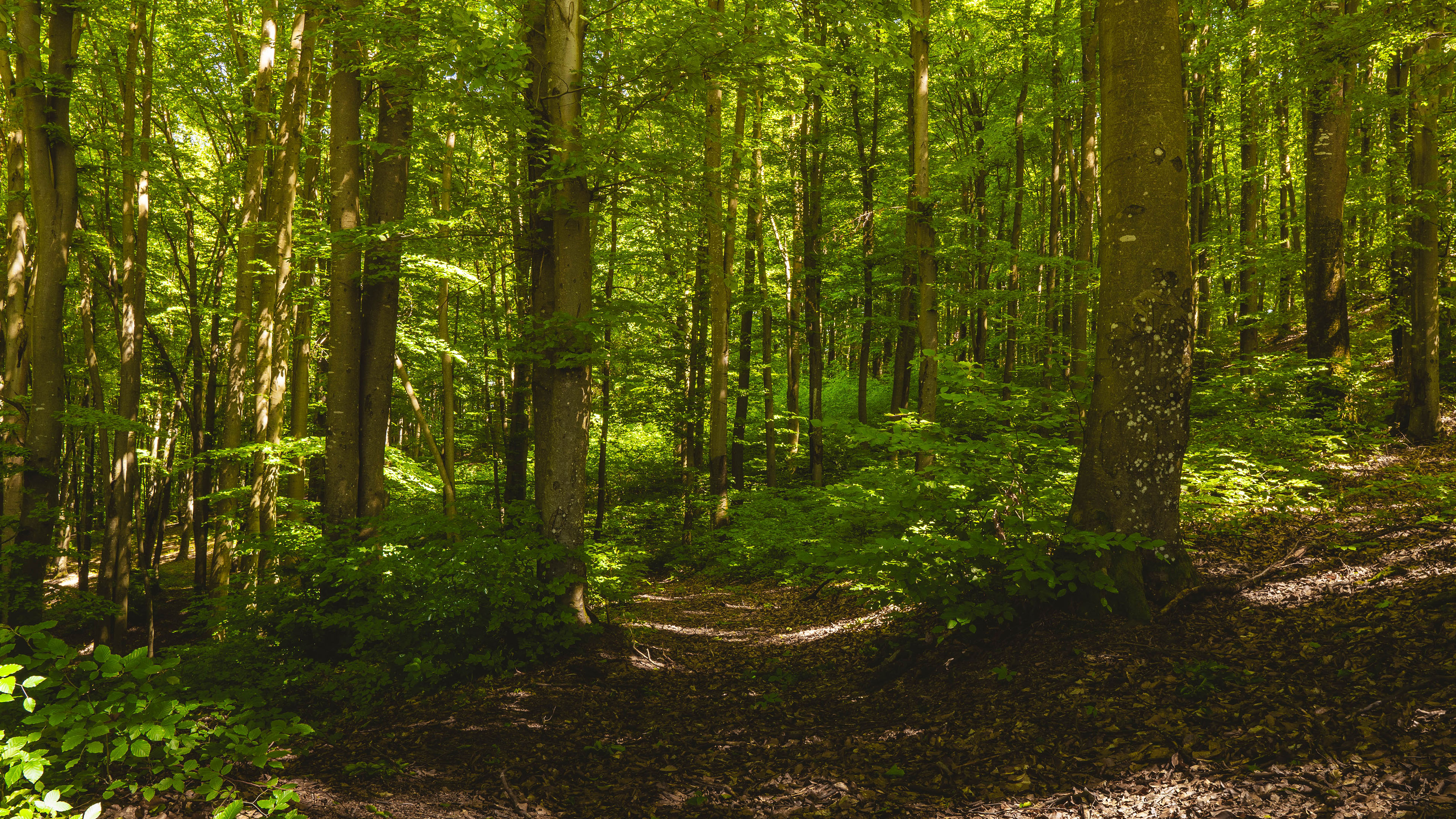 自然风光,树林,树荫