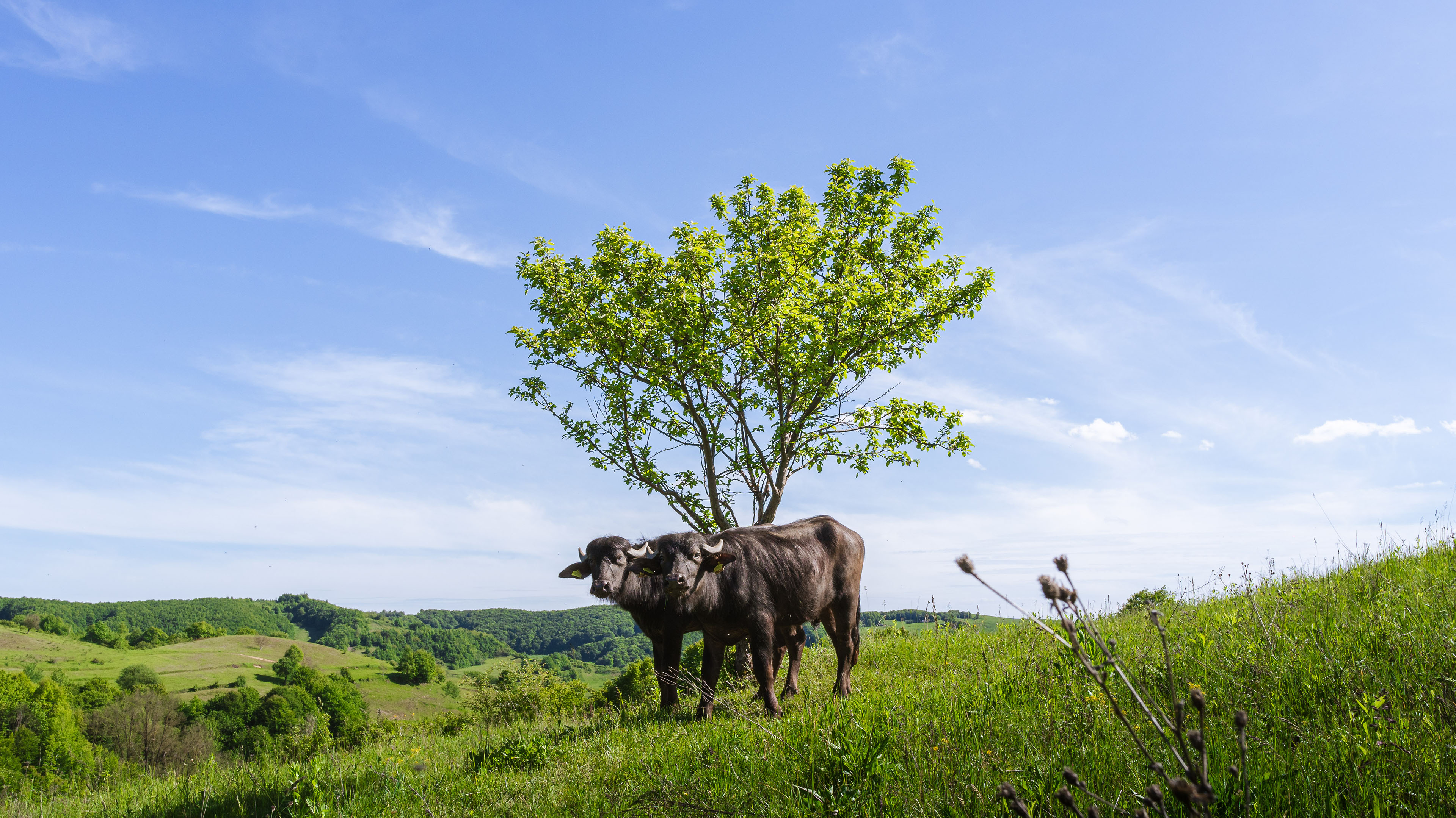 自然风光,双牛,草地,一棵树,山坡
