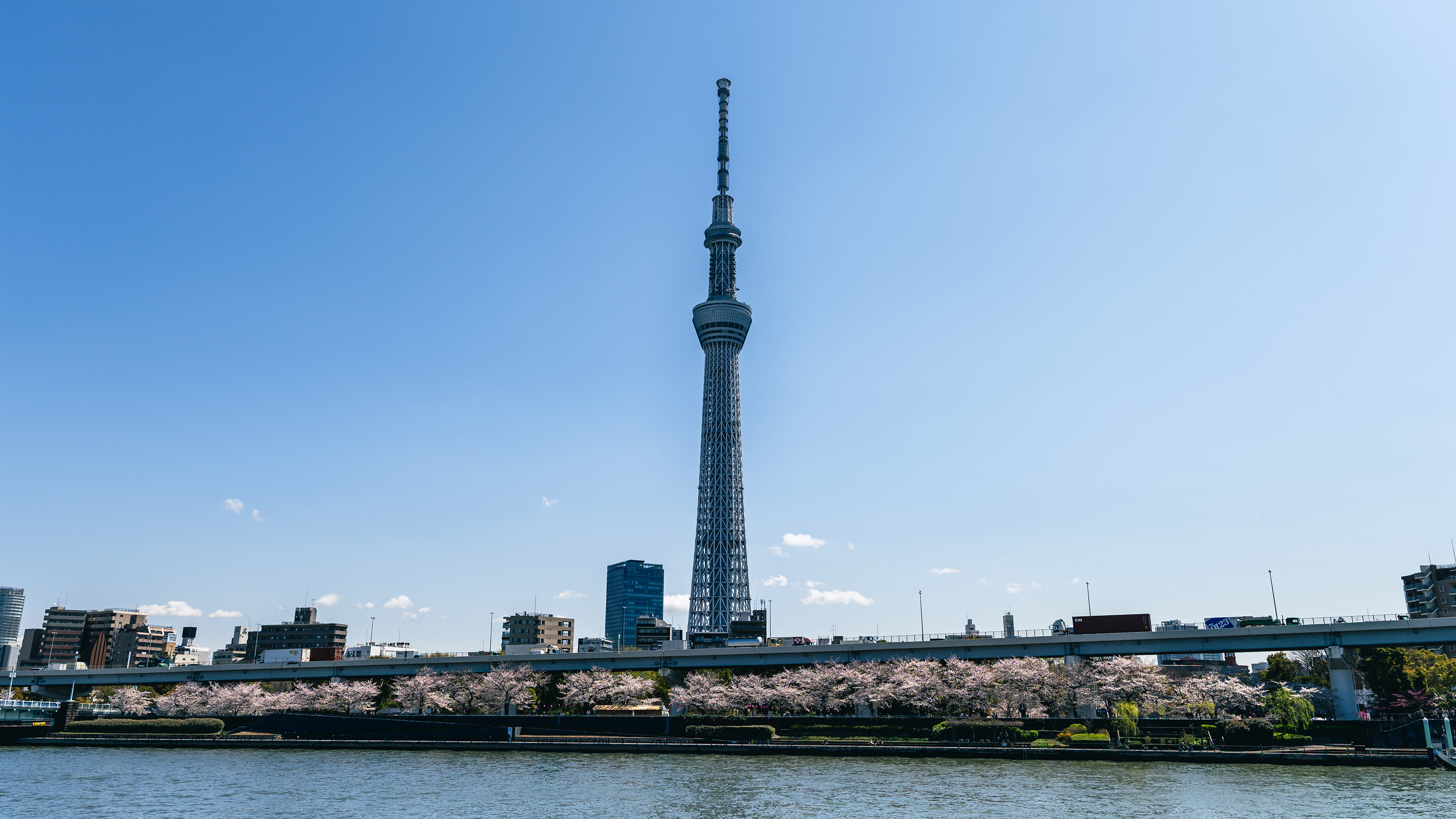 城市,电视塔,河畔樱花