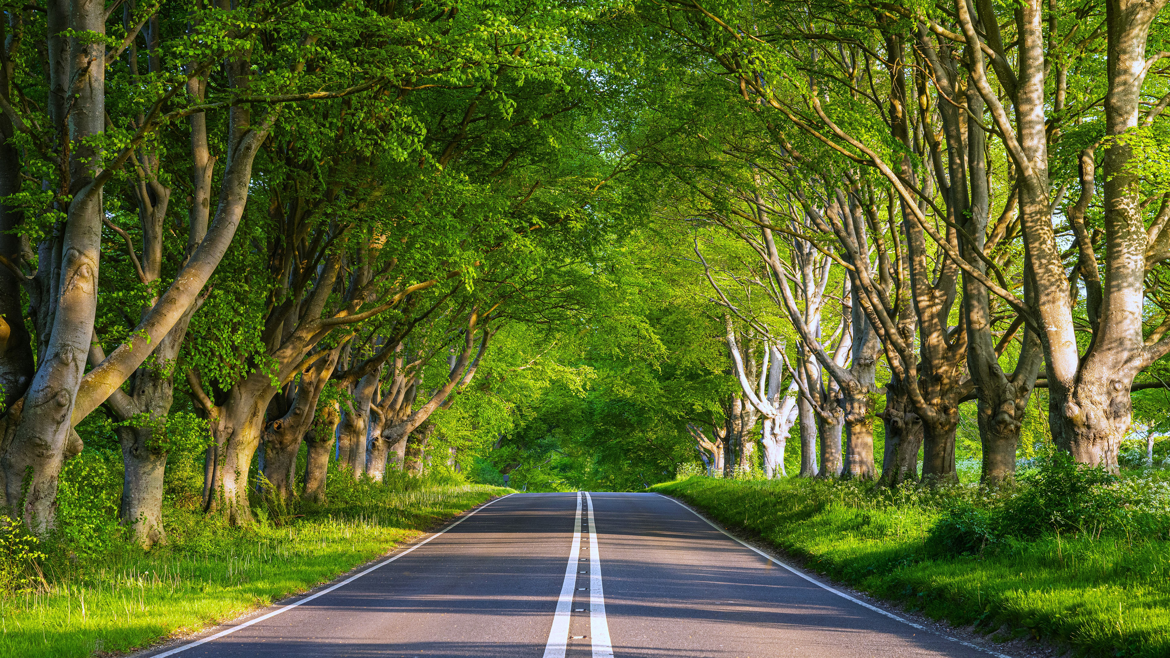 自然风光,公路,林荫大道