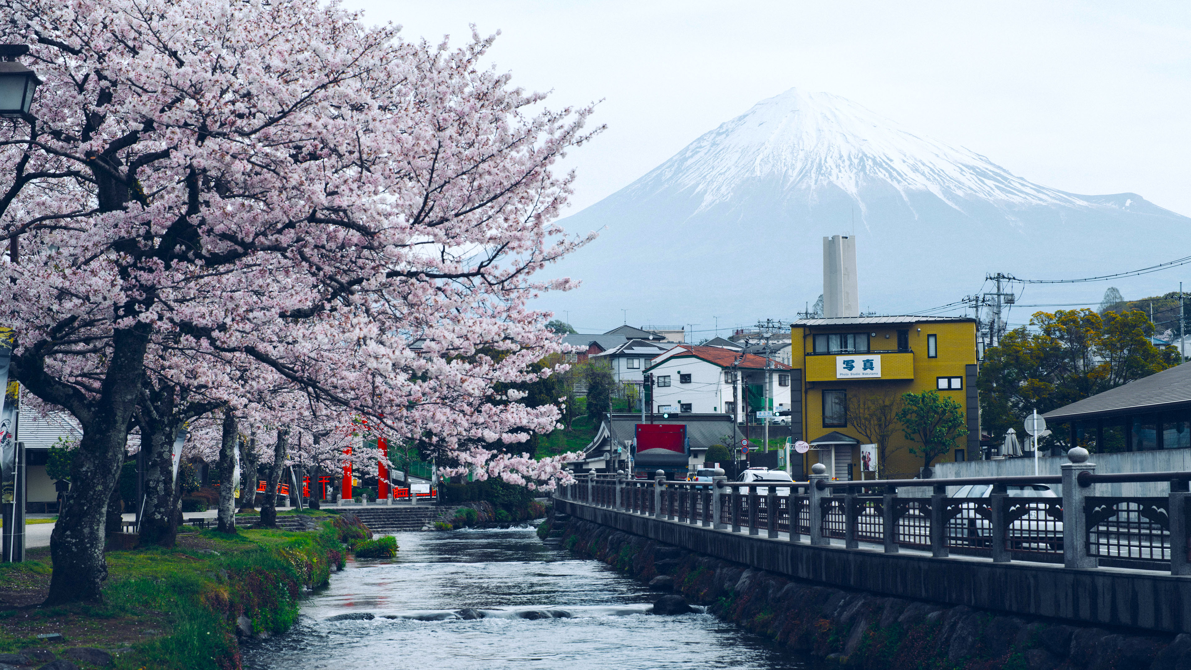 都市,樱花,富士山,日本,河畔