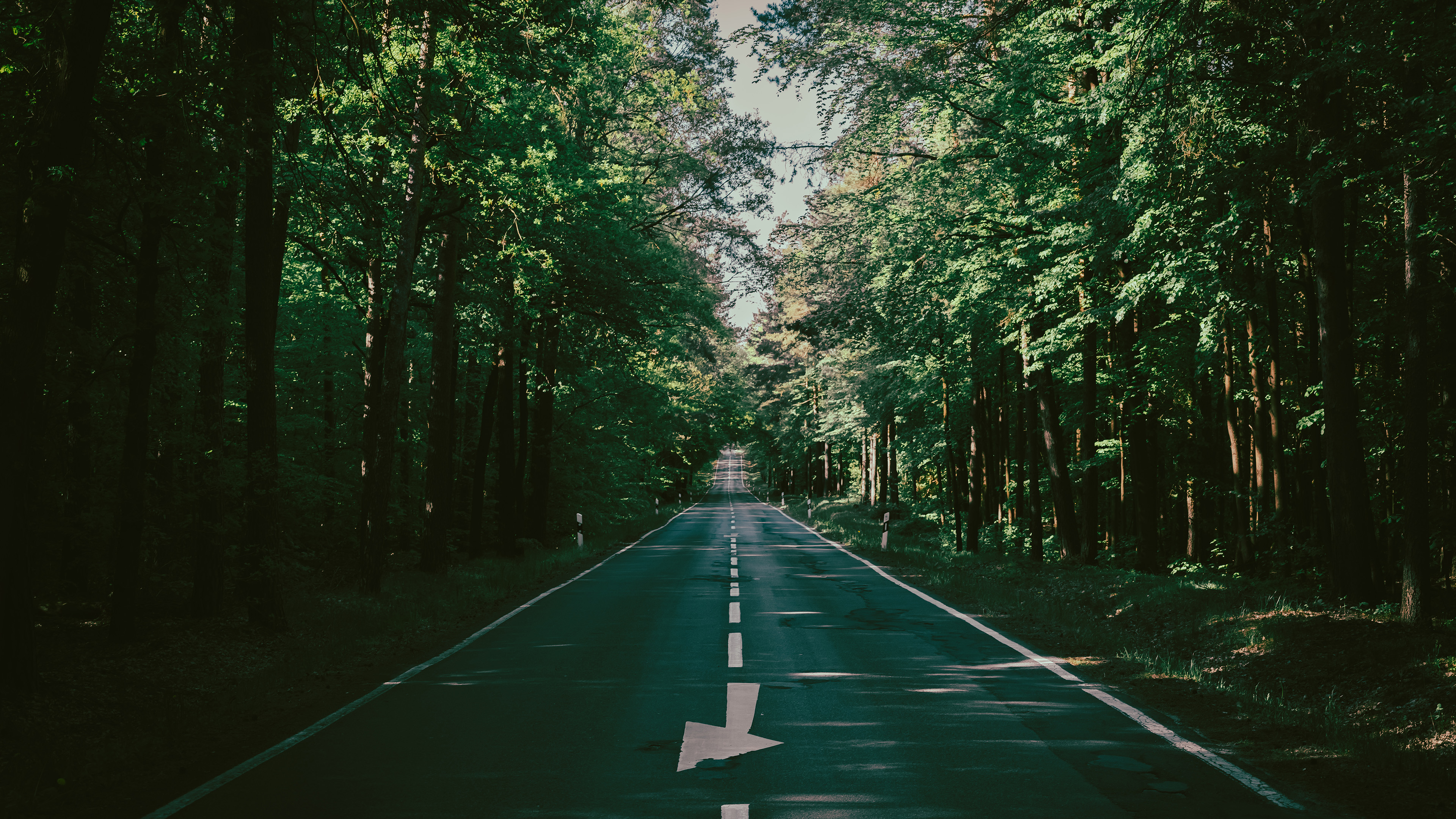 自然风光,笔直道路,公路,标志,树荫