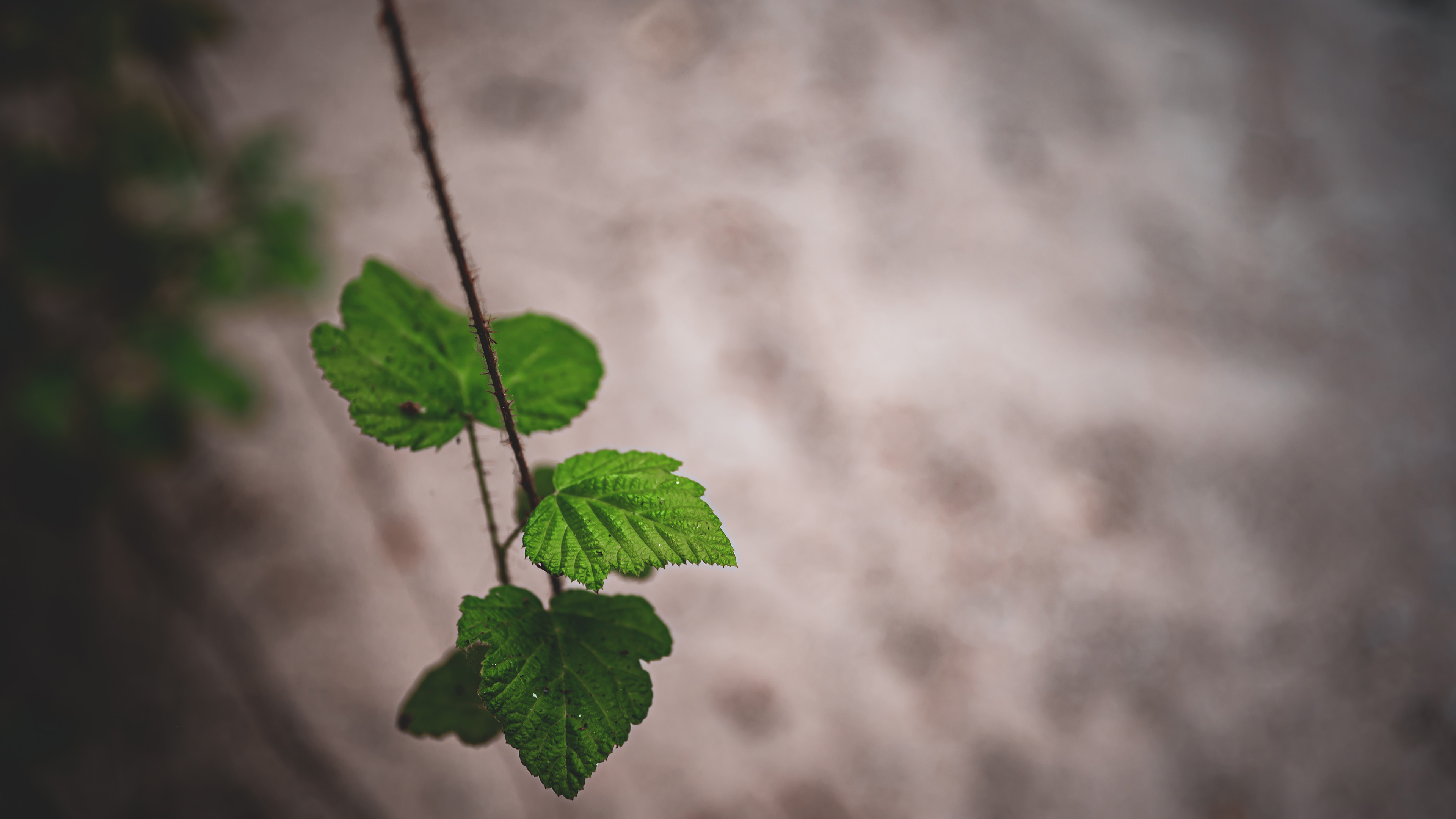 小清新,树叶,枝头