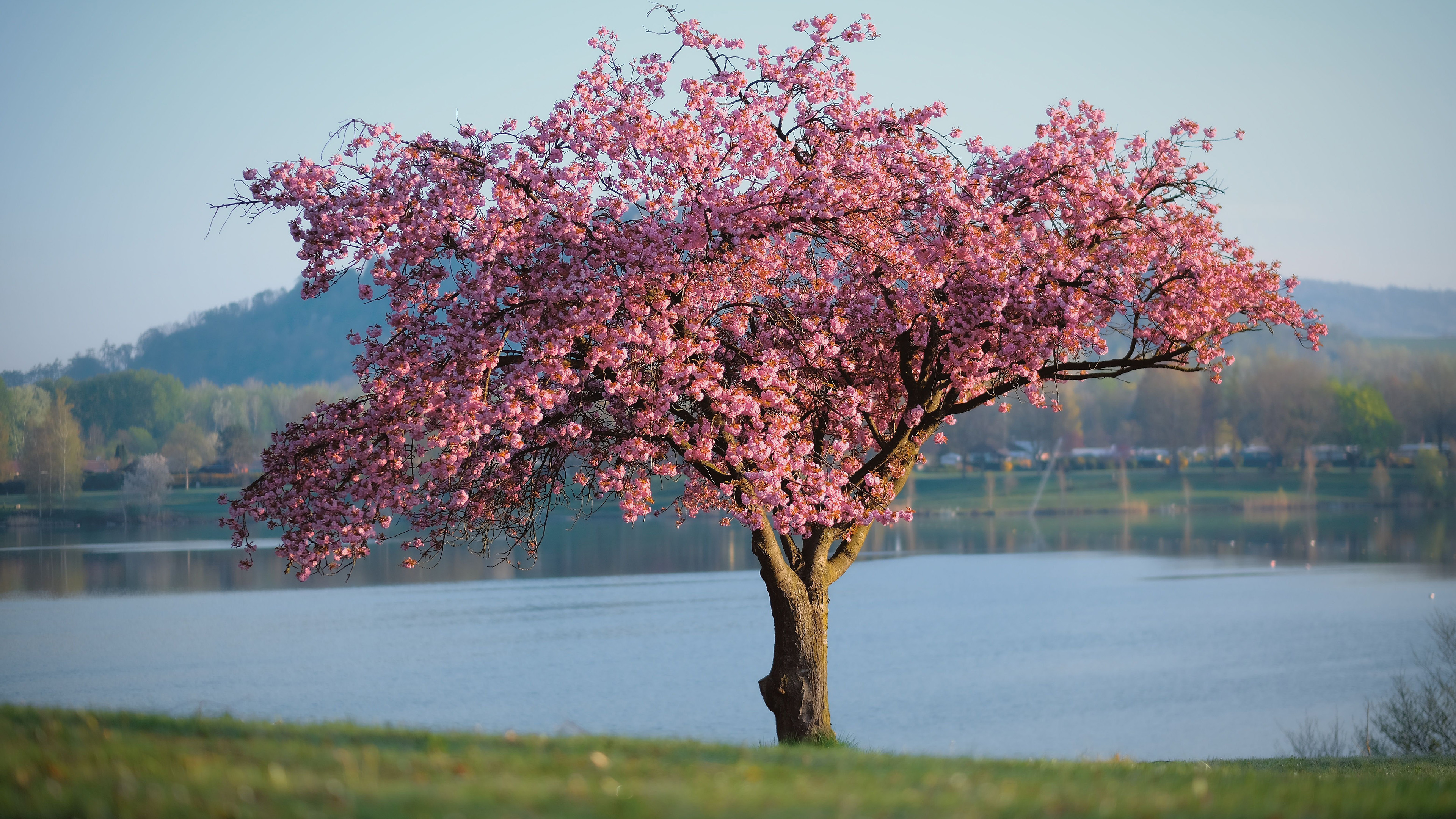 一棵树,桃树,茂盛