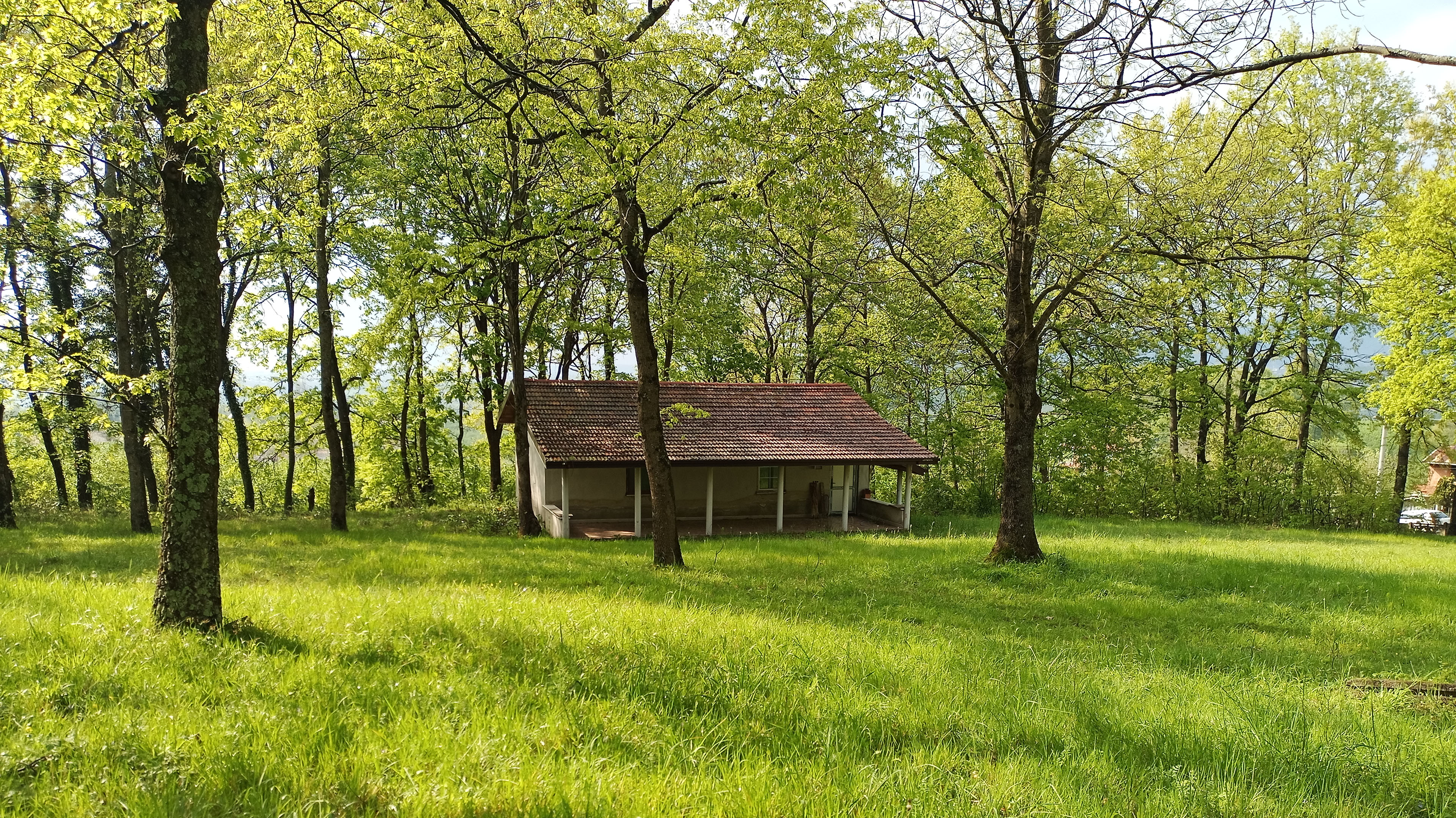 树林,小木屋,草地