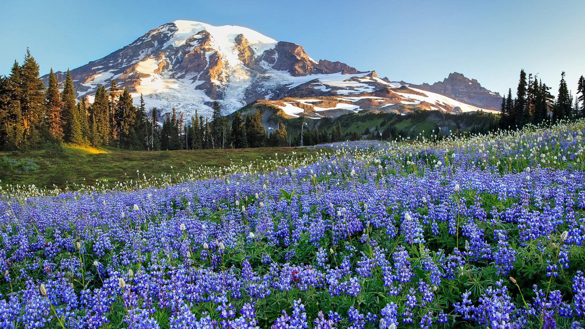 自然风光,薰衣草,雪山