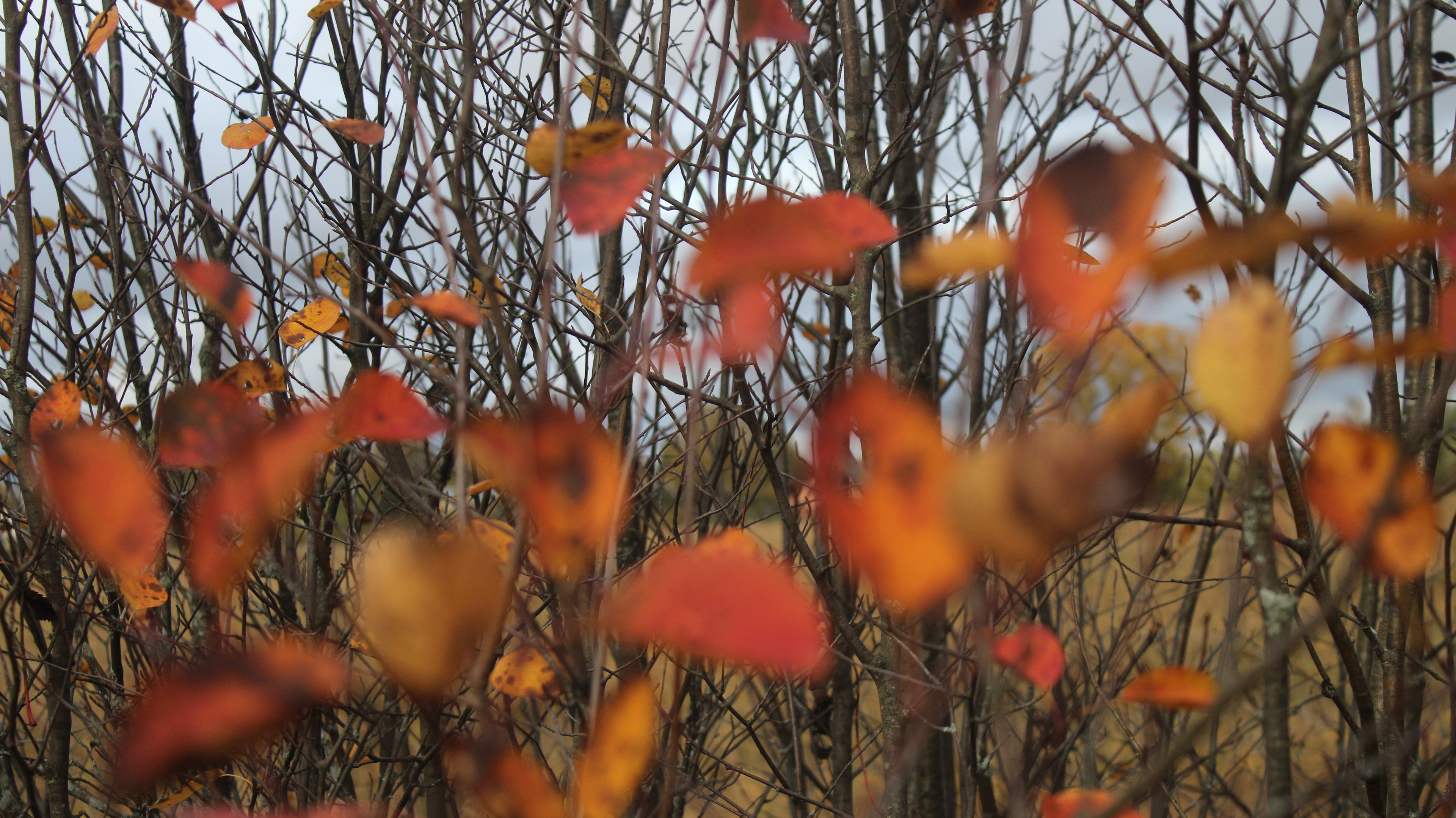 深秋,树叶,黄叶,小树林