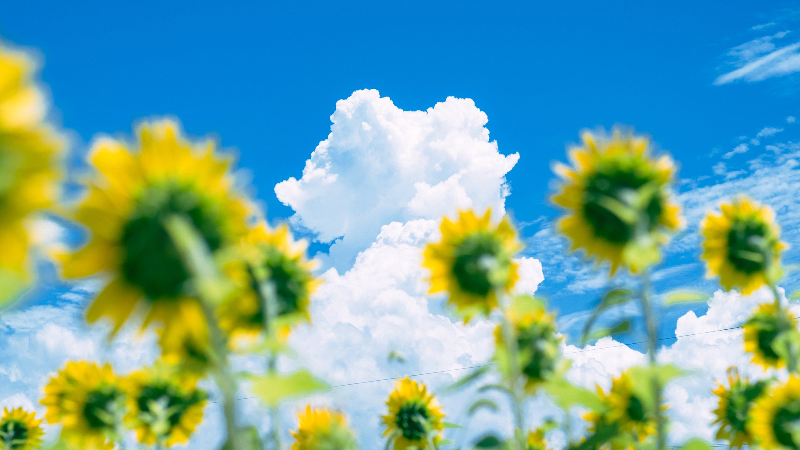 向日葵,白云,大自然
