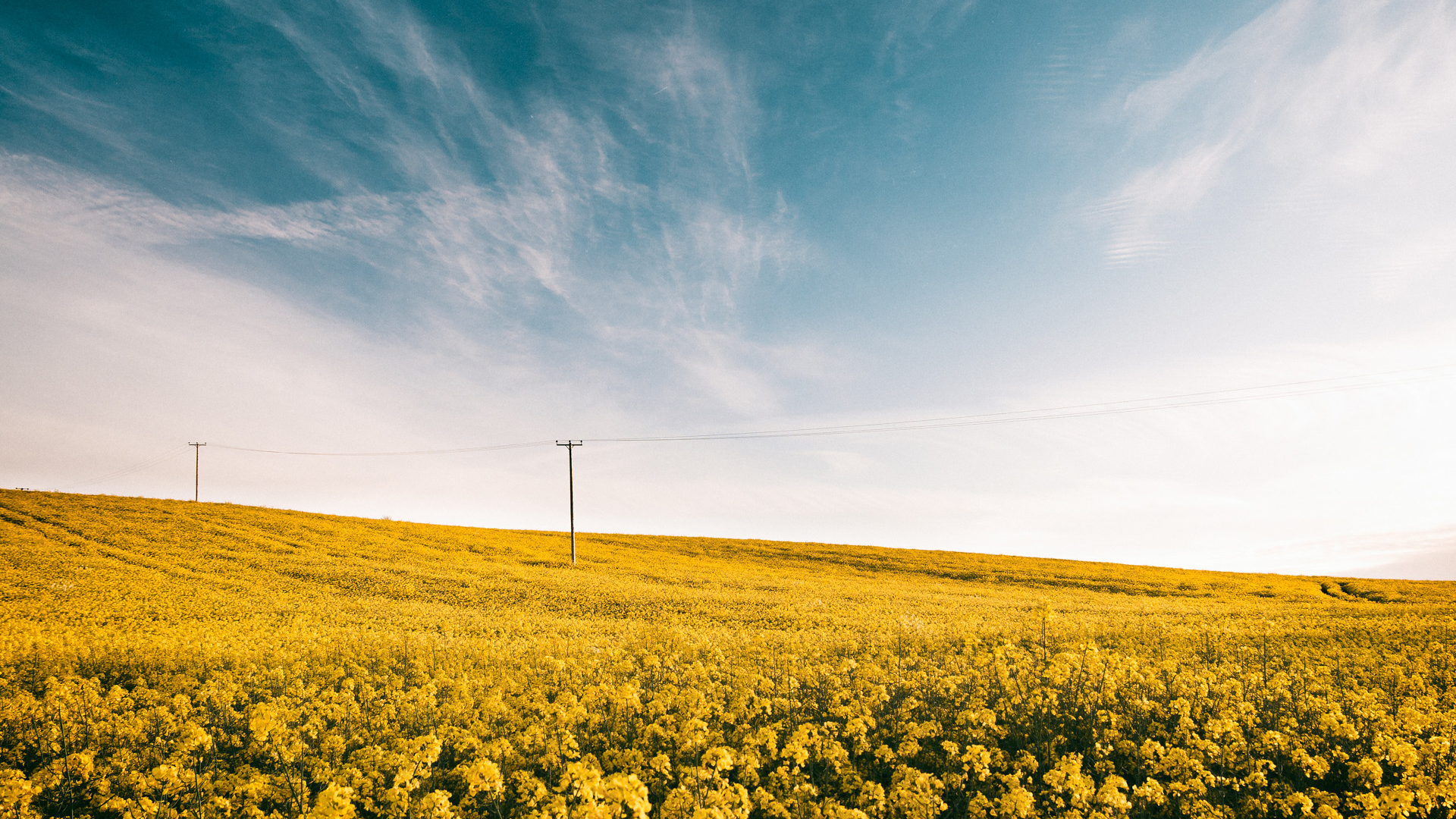海花,电线杆,蓝天