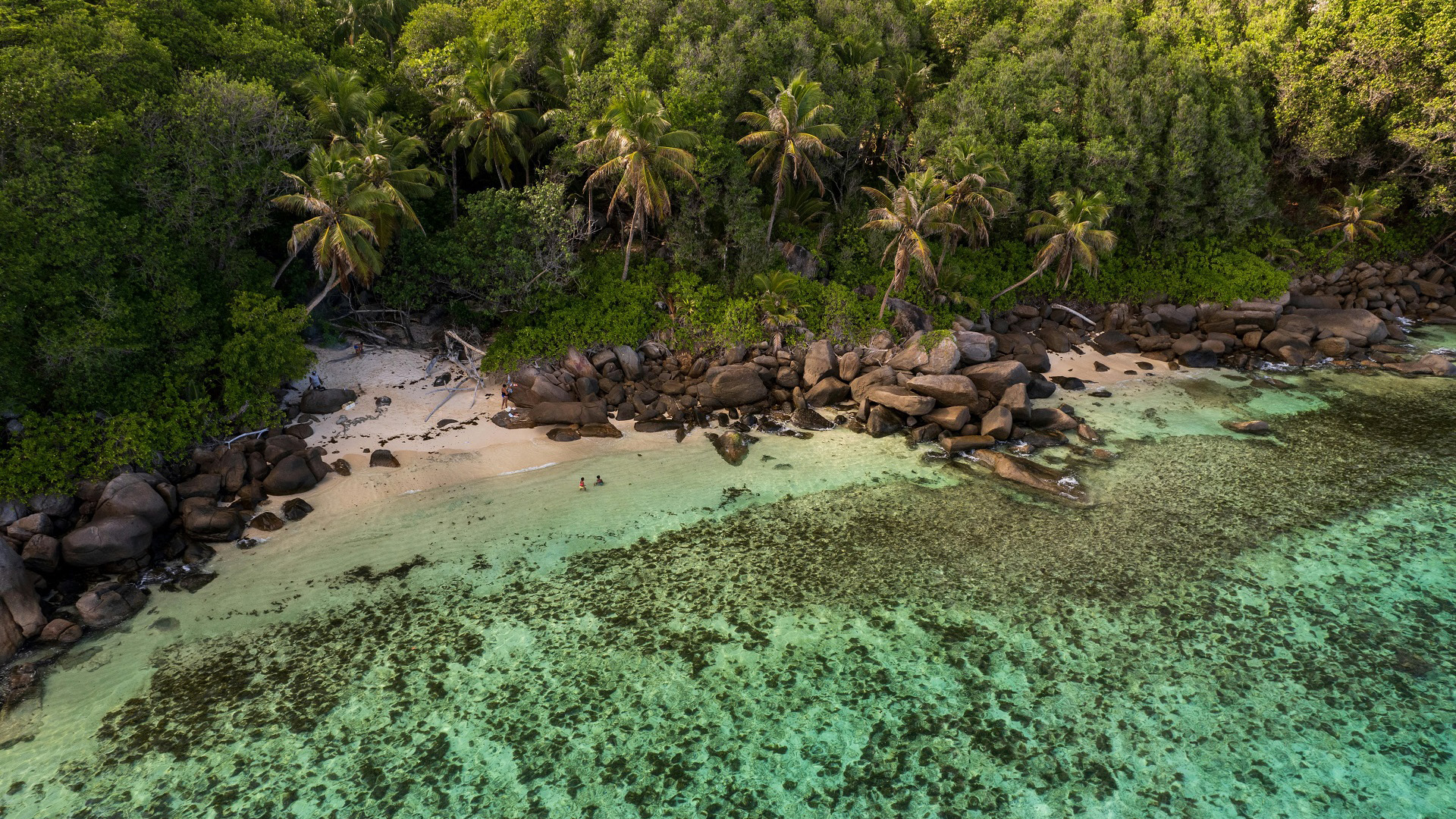 海洋天堂,树林,椰树,碧绿
