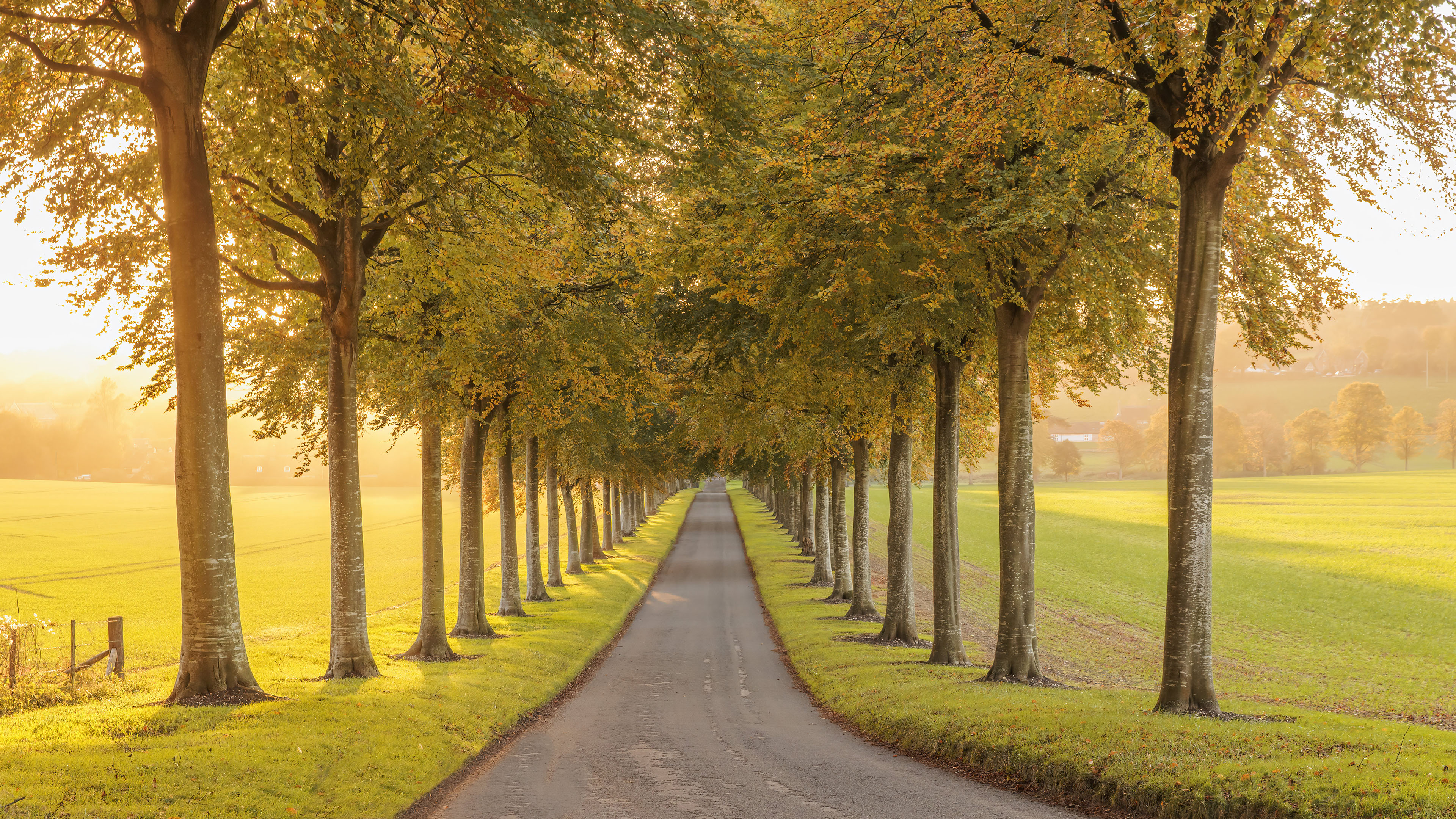 道路,草坪,秋天