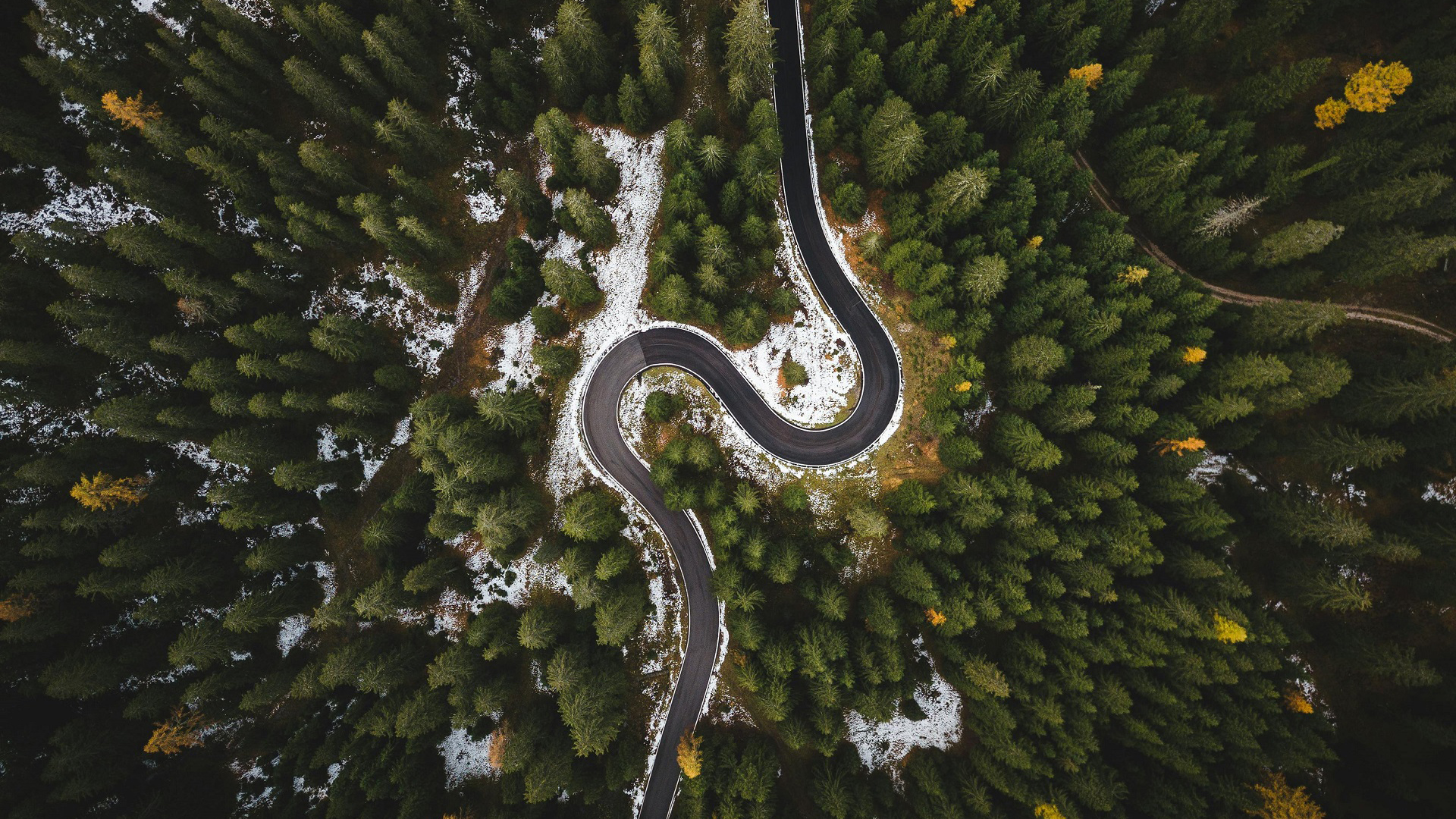 树林,森林,雪原