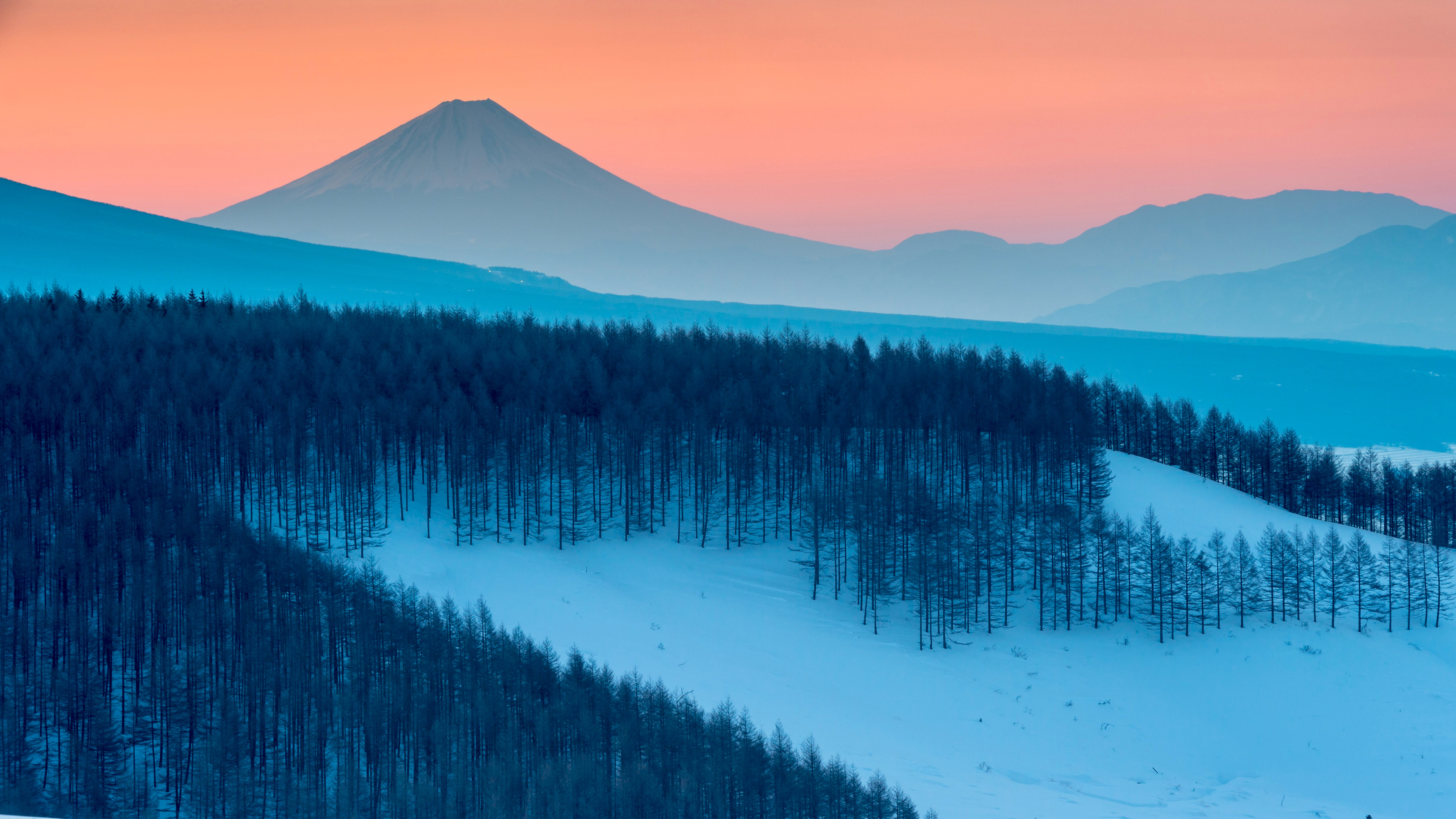 冰天雪地,树林,雪原