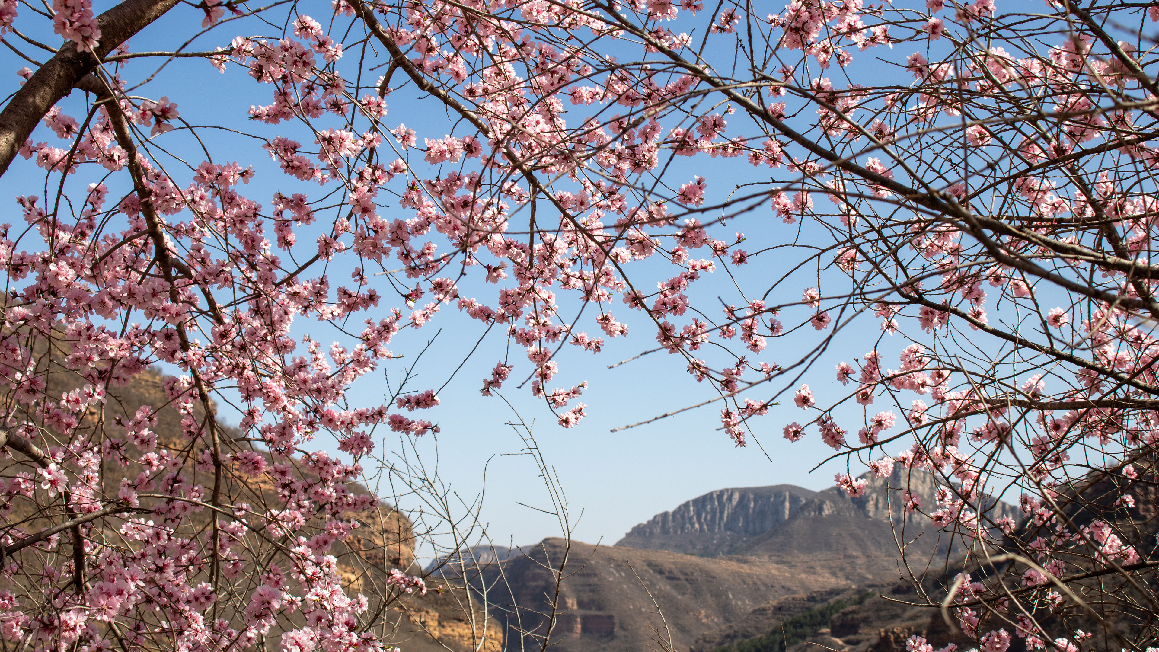 自然风光,樱花,郊外
