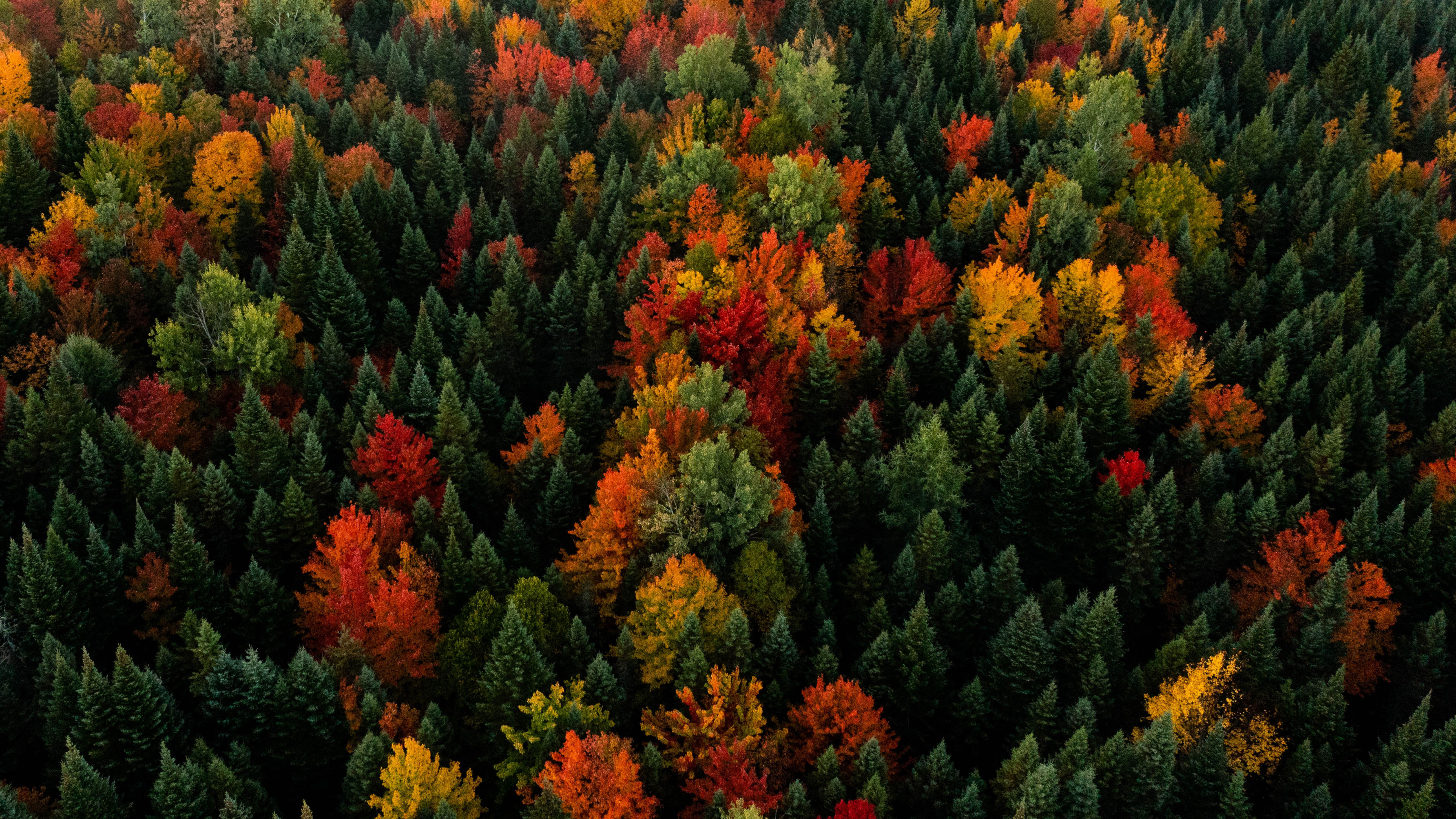 秋意正浓,树林,俯视,航拍