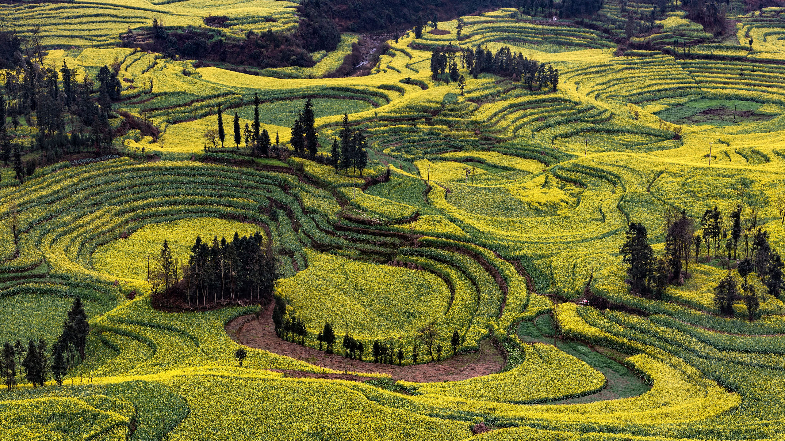 农田,梯田,乡村