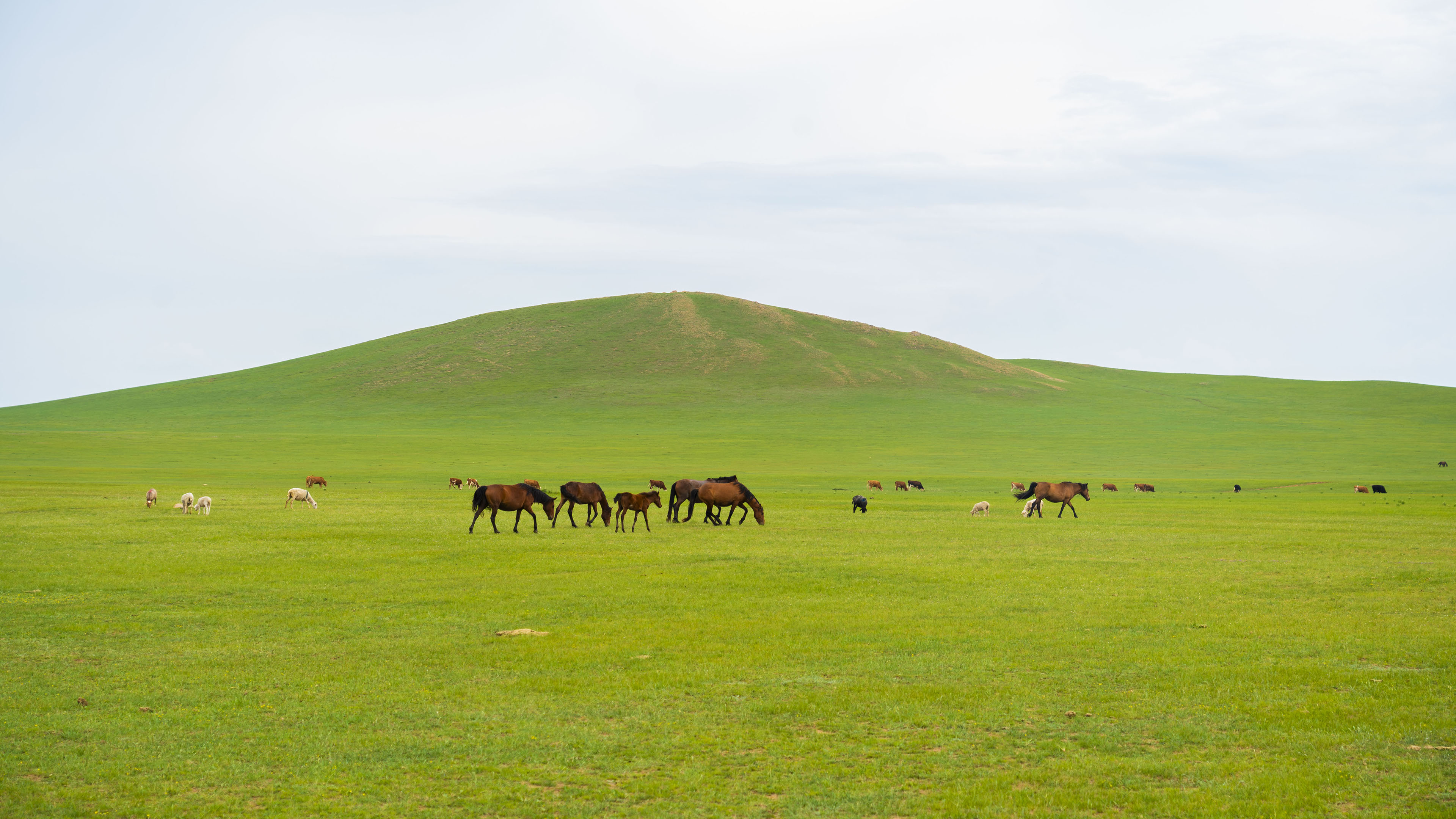 草原,旷野,马群